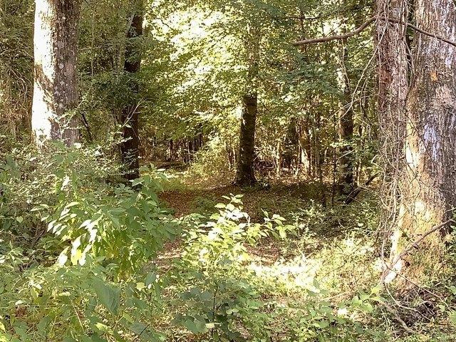 Land for sale in Jasper, Texas