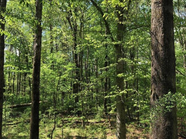 Land for sale in Chatham, North Carolina