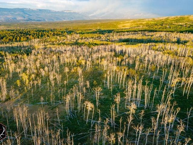 Land for sale in Montrose, Colorado
