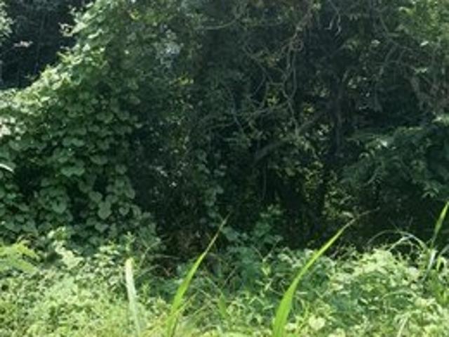 Land for sale in Box Springs, Georgia