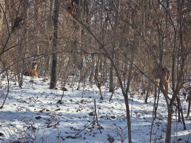 Land for sale in Dixon, Illinois