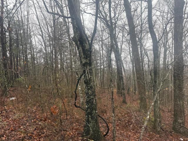 Land for sale in Sandy Hook, Kentucky