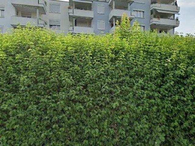 Apartment mieten in Oberentfelden, Aargau