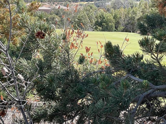 Land for sale in New Mexico