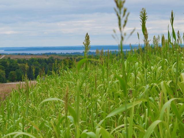 Land for sale in Michigan
