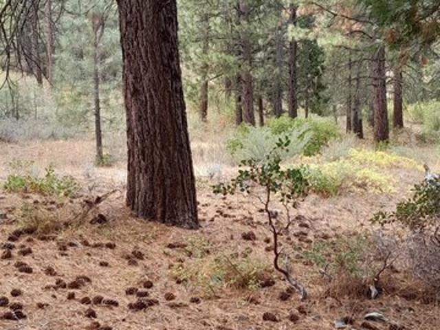 Land for sale in Portola, California