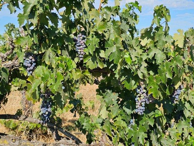 Land for sale in Acampo, California