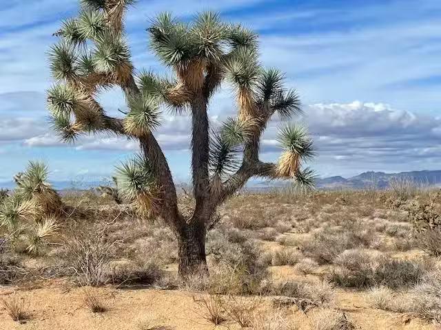 House for rent in Kingman, Arizona