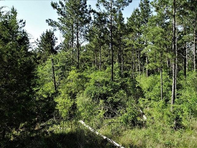 Land for sale in Lovelady, Texas