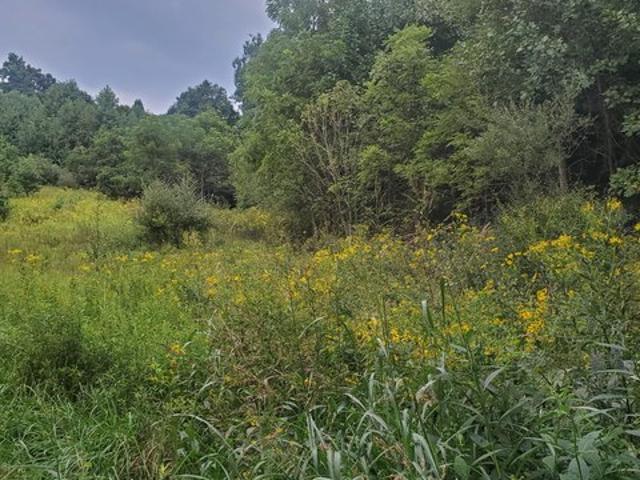 Land for sale in Saltville, Smyth County
