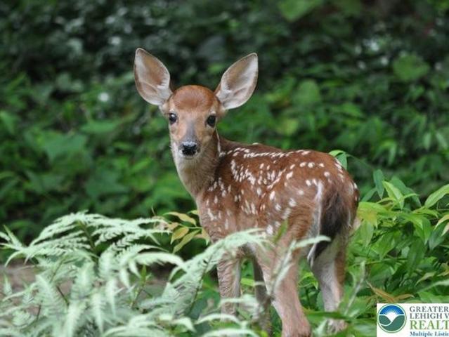Land for sale in Tunkhannock, Pennsylvania