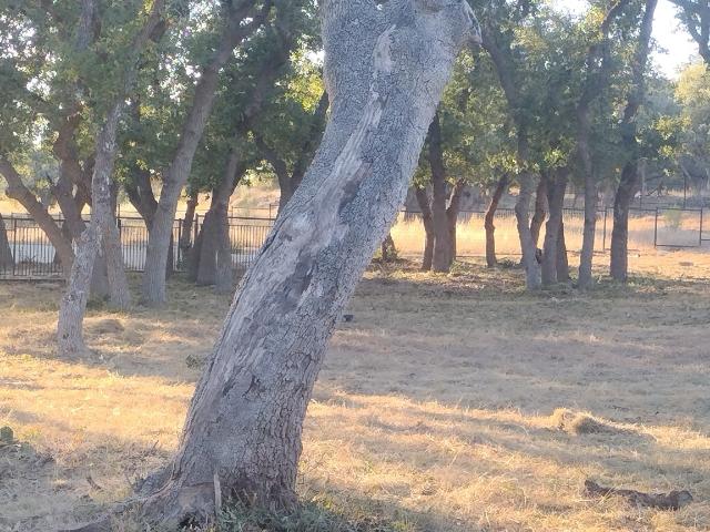Land for sale in Bulverde, Texas