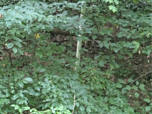 Land for sale in Bloomfield, Indiana