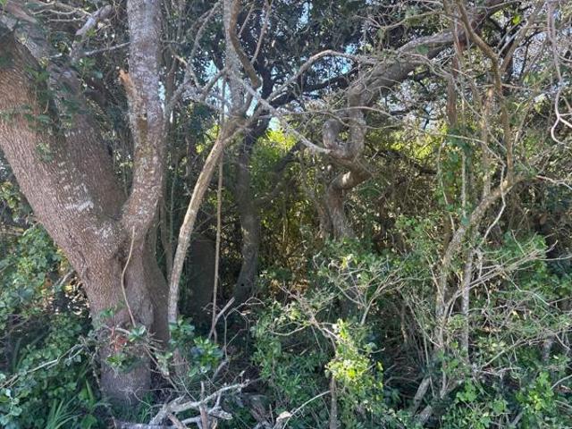 Land for sale in Bushmans River Mouth, Eastern Cape