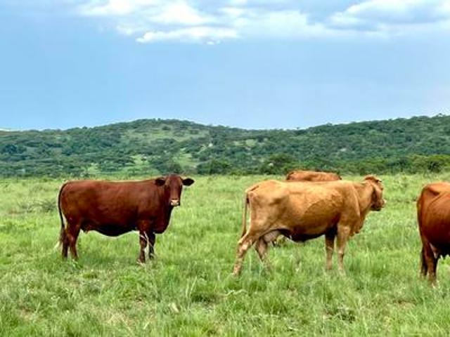 Farm for sale in Harrismith, Free State