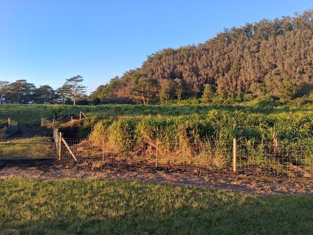 Land for sale in Pahala, Hawaii
