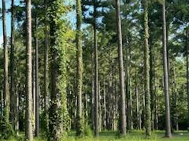Land for sale in Oriental, Pamlico County