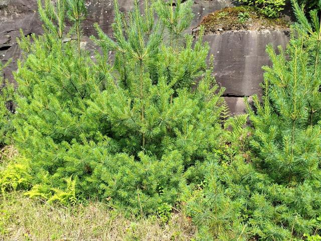 Land for sale in Fallsburg, New York