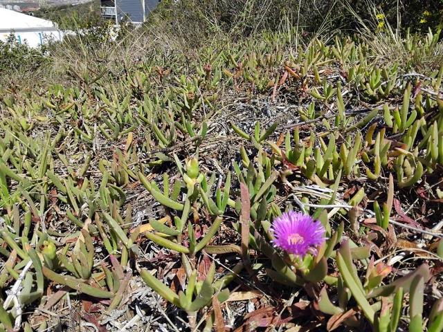 Land for sale in Groot Brak Rivier, Western Cape