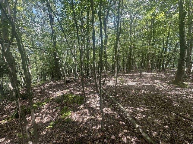 Land for sale in Terra Alta, West Virginia