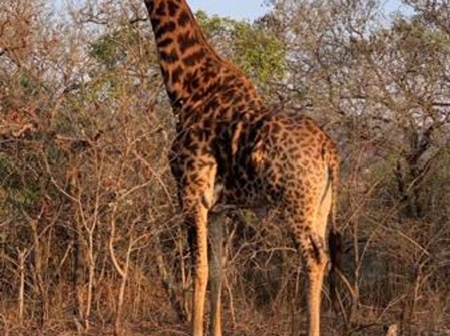 Land for sale in Ehlanzeni, Mpumalanga