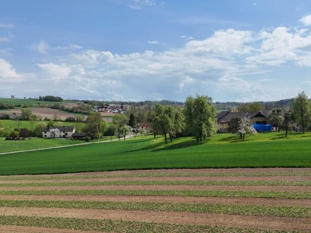 Grundstück kaufen in Engerwitzdorf, Oberösterreich