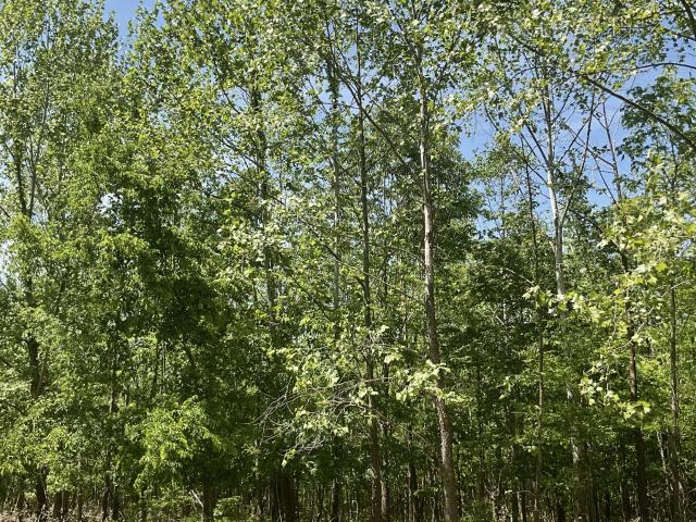 Land for sale in Tennessee