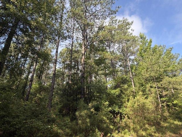 Land for sale in Pine Hill, Alabama