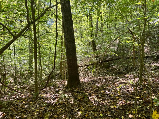 Land for sale in Manchester, Kentucky