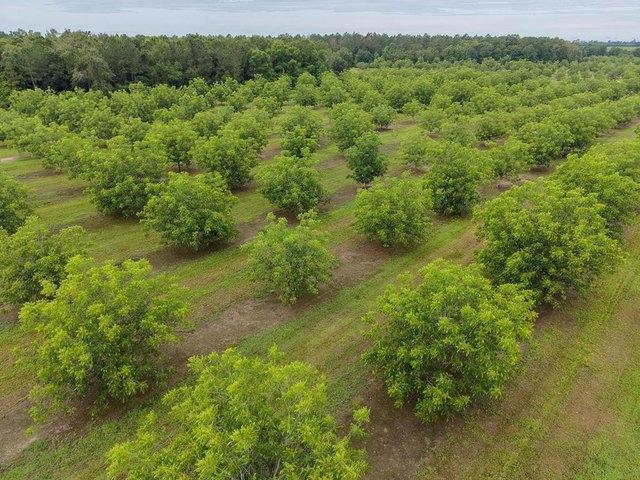 Farm for sale in Baconton, Georgia