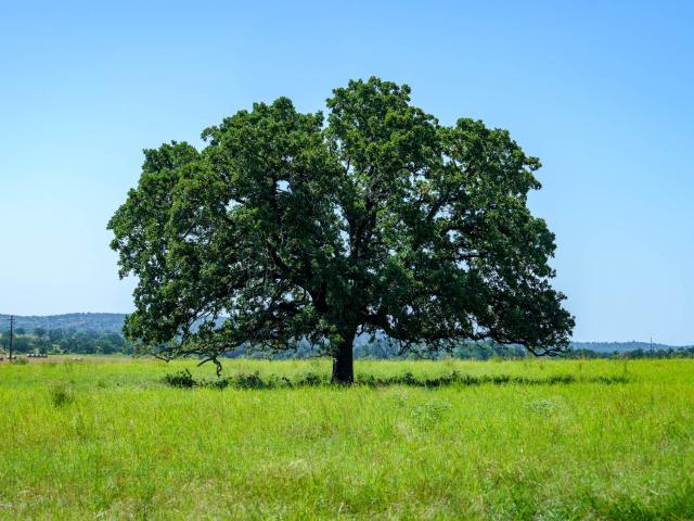 Land for sale in Mason, Texas