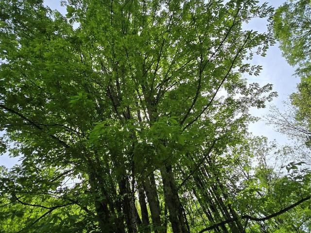 Land for sale in Mars Hill, North Carolina