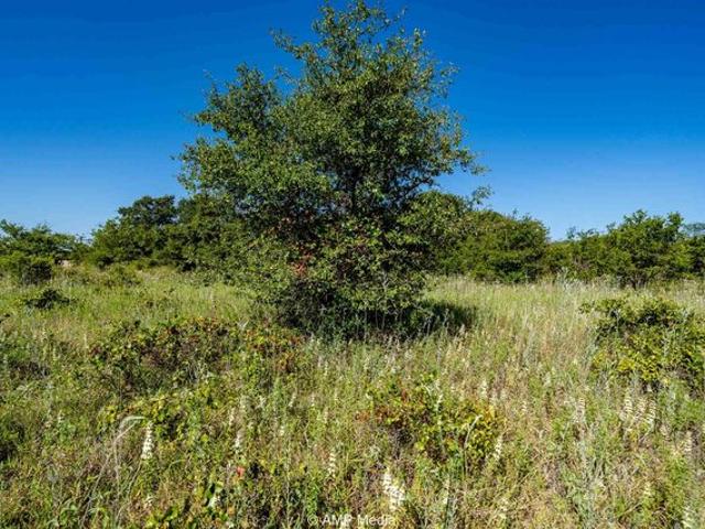 Land for sale in Rising Star, Texas