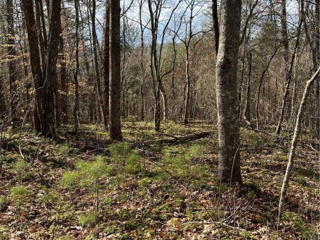 Land for sale in Marshall, North Carolina