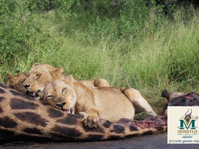 Property for sale in Mopani, Limpopo