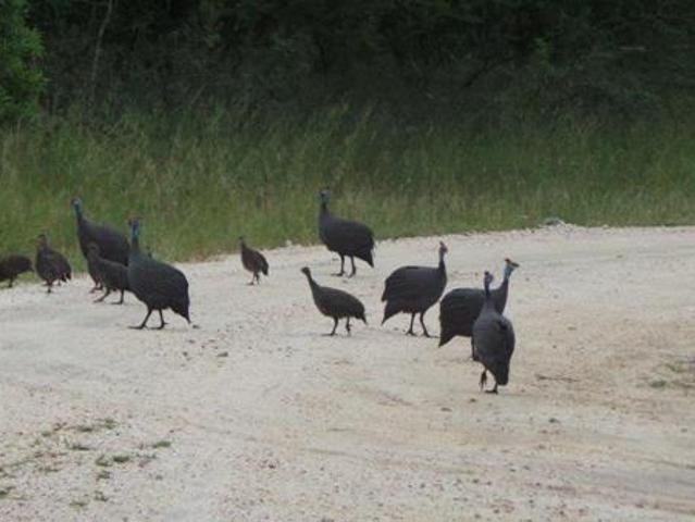 Property for sale in Mopani, Limpopo