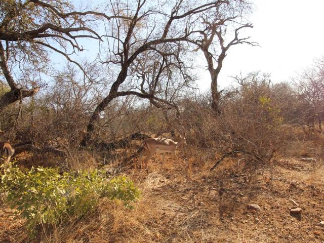 Property for sale in Mopani, Limpopo