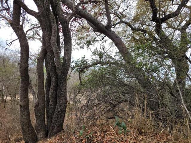 Property for sale in Mopani, Limpopo