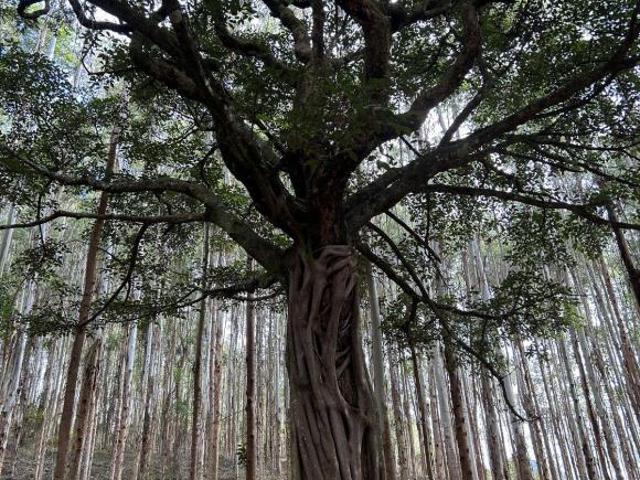 Sítio e chácara venda em Aiuruoca, Região Geográfica Intermediária de Pouso Alegre