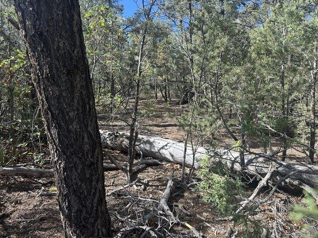 Land for sale in Placitas, New Mexico