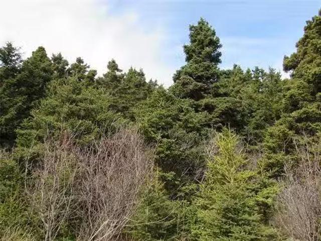House for sale in Colliers, Newfoundland And Labrador