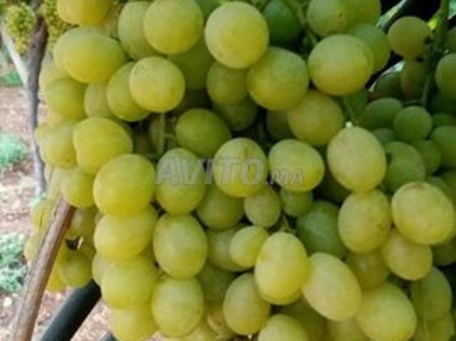 Propriété vente à El Hajeb