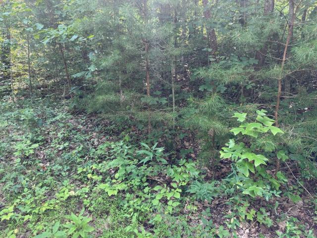 Land for sale in Monticello, Kentucky