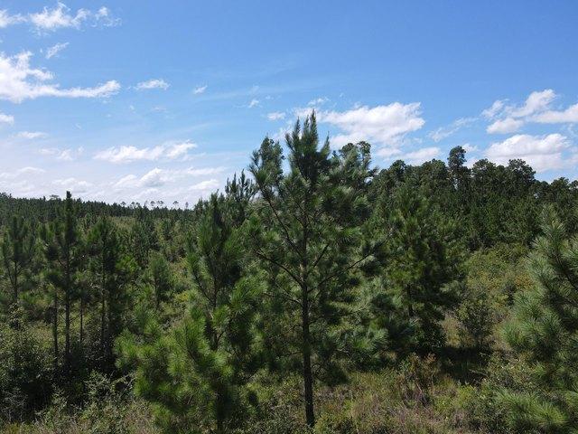 Land for sale in Milton, Florida