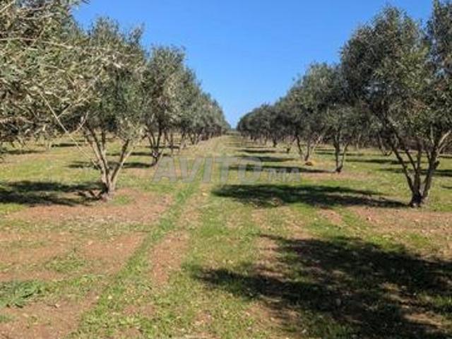 Propriété vente à Sidi Allal El Bahraoui
