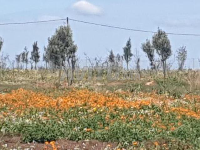 Maison vente à Dar Bouazza, Gharb-Chrarda-Beni Hssen