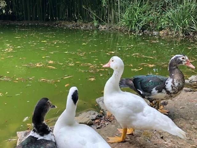 Termal, Yalova içerisinde satılık mülk