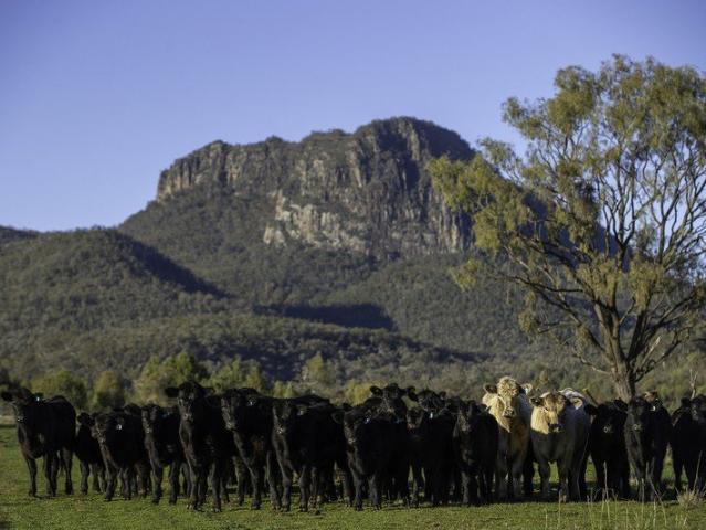 Cottage for sale in Bellata, New South Wales