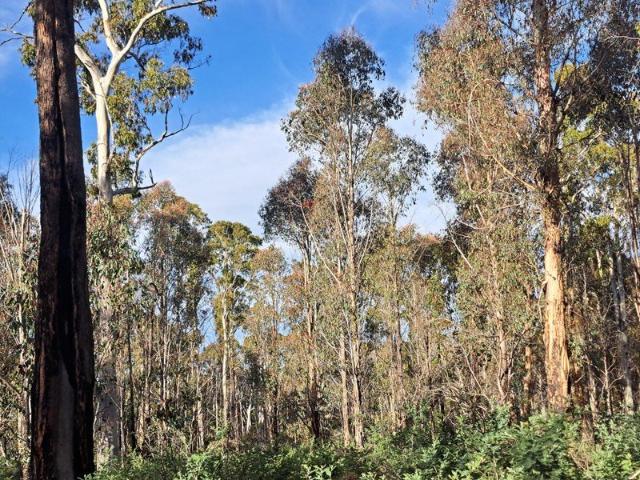 Cottage for sale in Waddamana, Tasmania