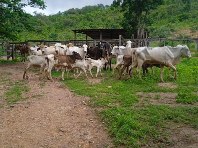 Sítio e chácara venda em Região Geográfica Imediata de Águas Lindas de Goiás, Região Integrada de Desenvolvimento do Distrito Federal e Entorno